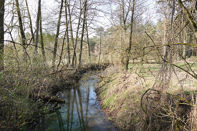 Leśnictwo Jarki Kanał Zielona Struga