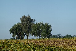 Byszewo