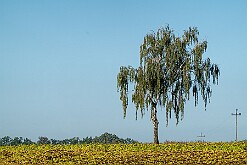 Byszewo