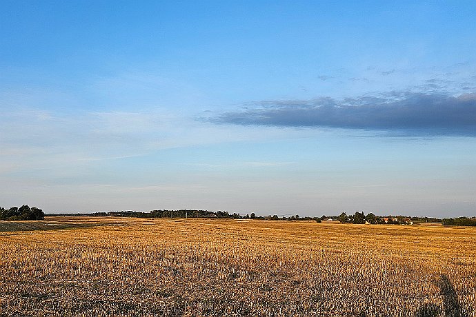Pejzaż po żniwach Tryszczyn