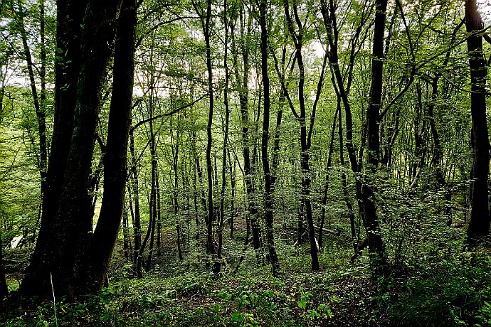 Las liściasty nad Brdą w Koronowie